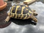 Rehomed...Hermanns : Young Female approx 3 years old (Pomegranate)